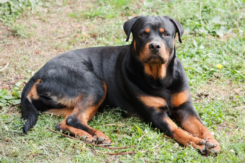 Rottweiler FAQ