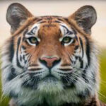 The Great Tiger