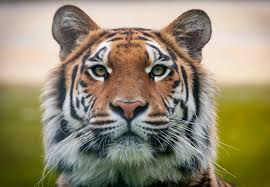 Tiger Image