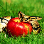 The Black and White of the Unpardonable sin